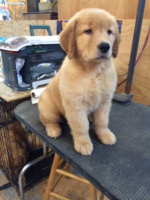 10 week old golden retriever