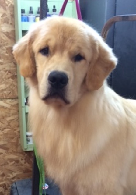 Golden B Bear Kennels Golden Retrievers Plymouth New Hampshire