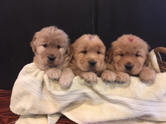 Golden B Bear Kennels Golden Retrievers Plymouth New Hampshire