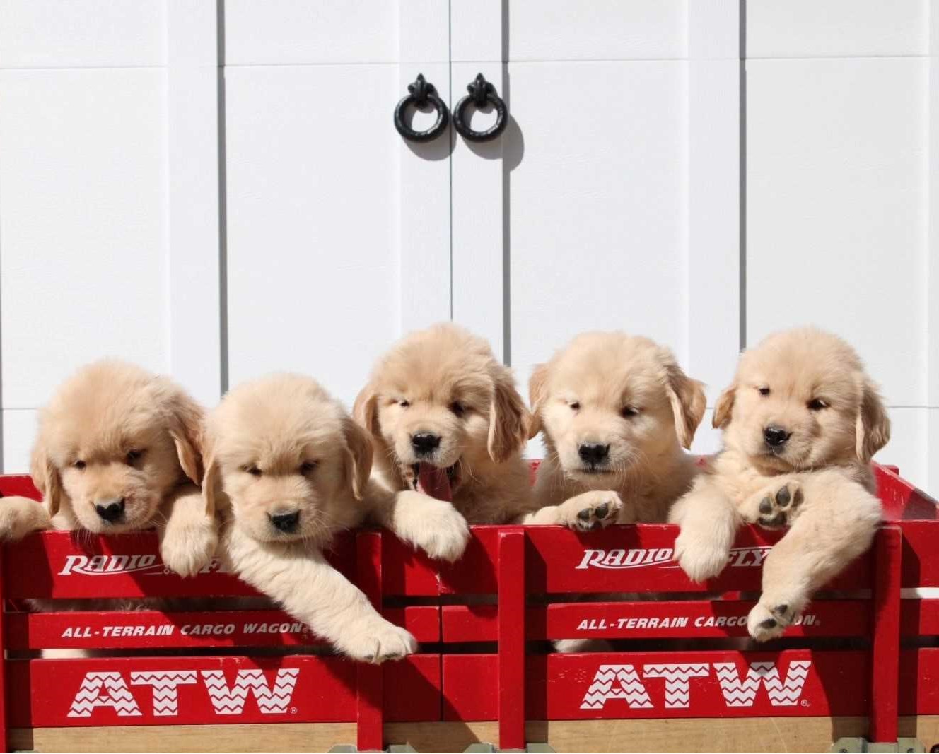 Golden B Bear Kennels Golden Retrievers Plymouth New Hampshire