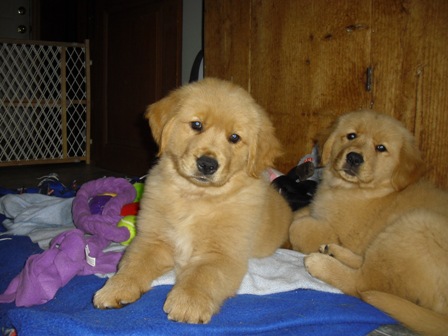 golden retriever adoption massachusetts golden retriever adoption ma dogs in our photo golden retriever adoption massachusetts golden retriever adoption ma dogs in our photo