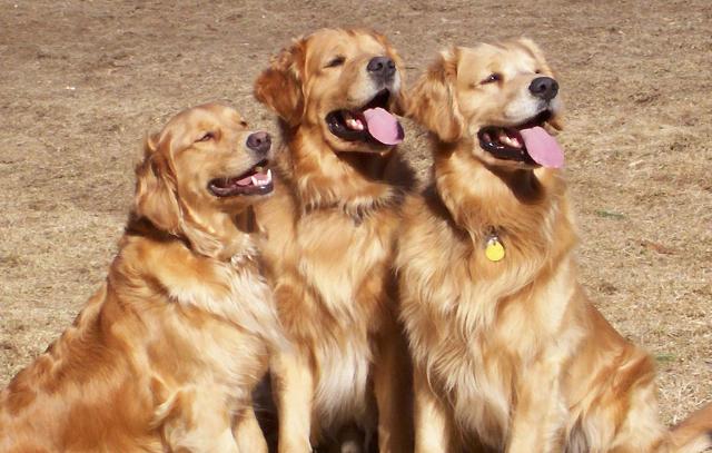 Golden deals bear dog