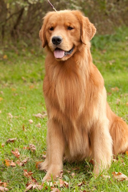 caramel golden retriever