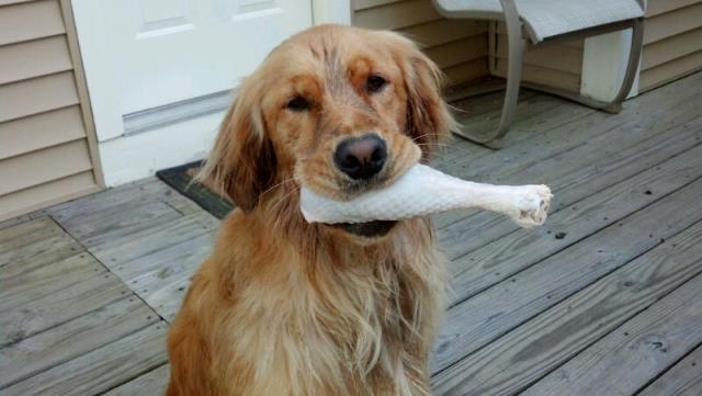 raw food diet for golden retrievers